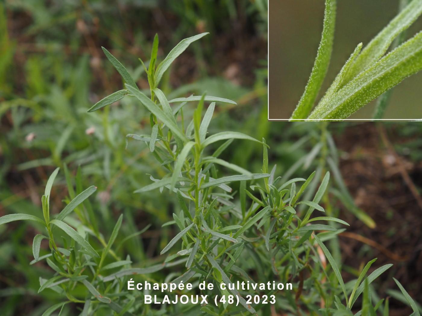 Tarragon leaf